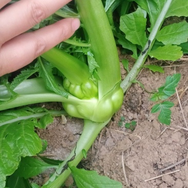 榨菜新鲜基地直发2万亩自有基地欢迎实地考查儿菜涪陵榨菜