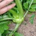 榨菜新鲜基地直发2万亩自有基地欢迎实地考查儿菜涪陵榨菜