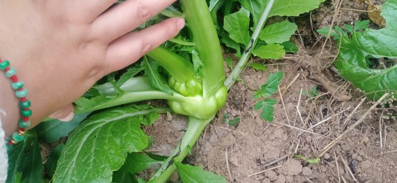 榨菜新鲜基地直发2万亩自有基地欢迎实地考查儿菜涪陵榨菜