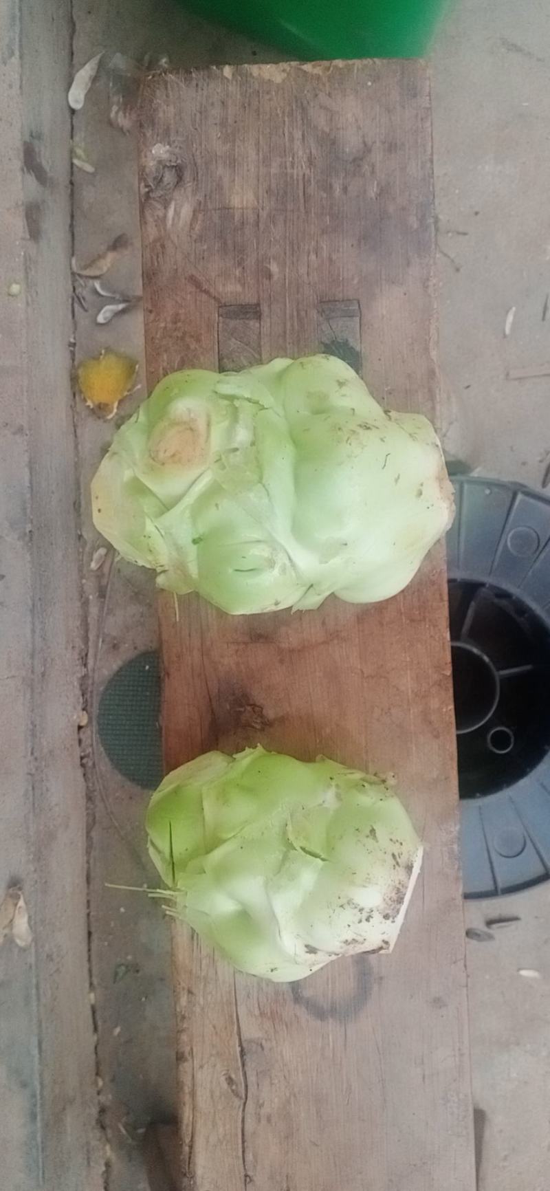 榨菜新鲜基地直发2万亩自有基地欢迎实地考查儿菜涪陵榨菜