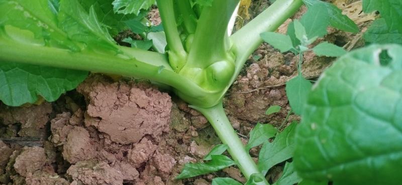 榨菜新鲜基地直发2万亩自有基地欢迎实地考查儿菜涪陵榨菜