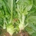 榨菜新鲜基地直发2万亩自有基地欢迎实地考查儿菜涪陵榨菜