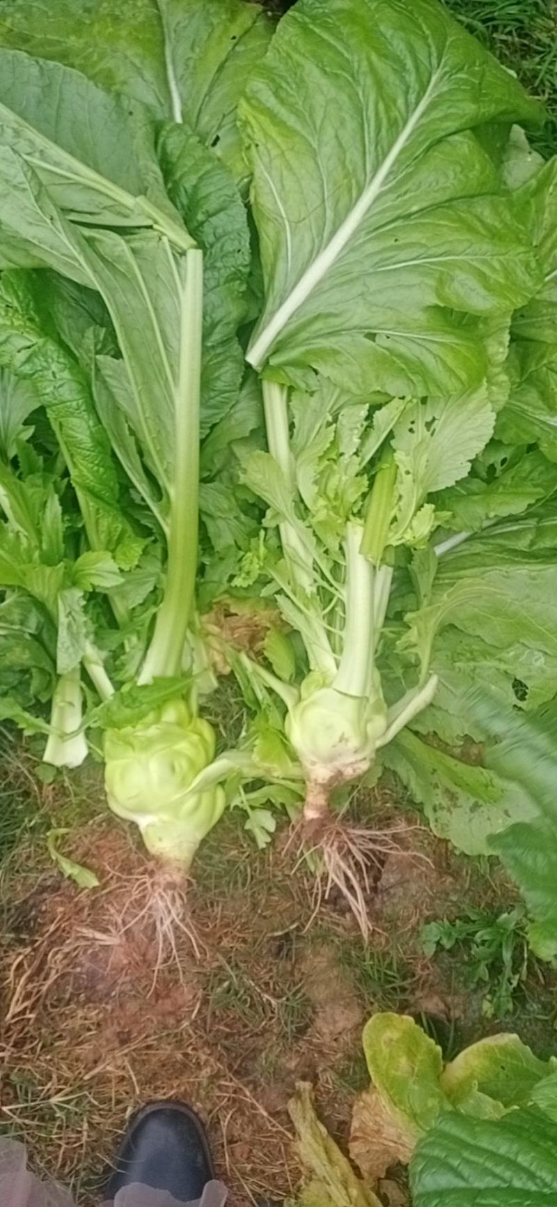 榨菜新鲜基地直发2万亩自有基地欢迎实地考查儿菜涪陵榨菜