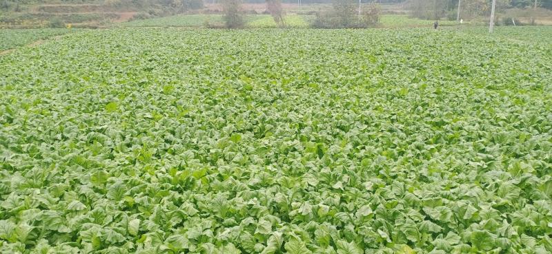榨菜新鲜基地直发2万亩自有基地欢迎实地考查儿菜涪陵榨菜