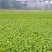 榨菜新鲜基地直发2万亩自有基地欢迎实地考查儿菜涪陵榨菜