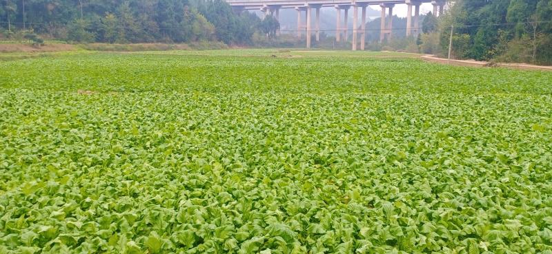 榨菜新鲜基地直发2万亩自有基地欢迎实地考查儿菜涪陵榨菜