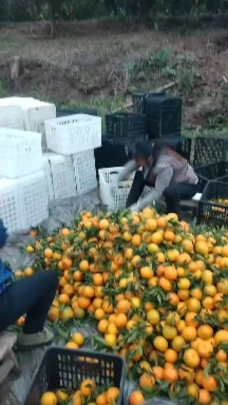 碰柑大量上市，产地直发，实图实价欢迎选购。