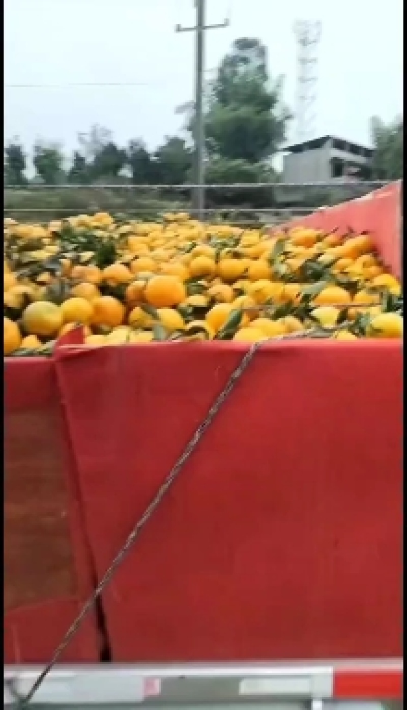 碰柑大量上市，产地直发，实图实价欢迎选购。