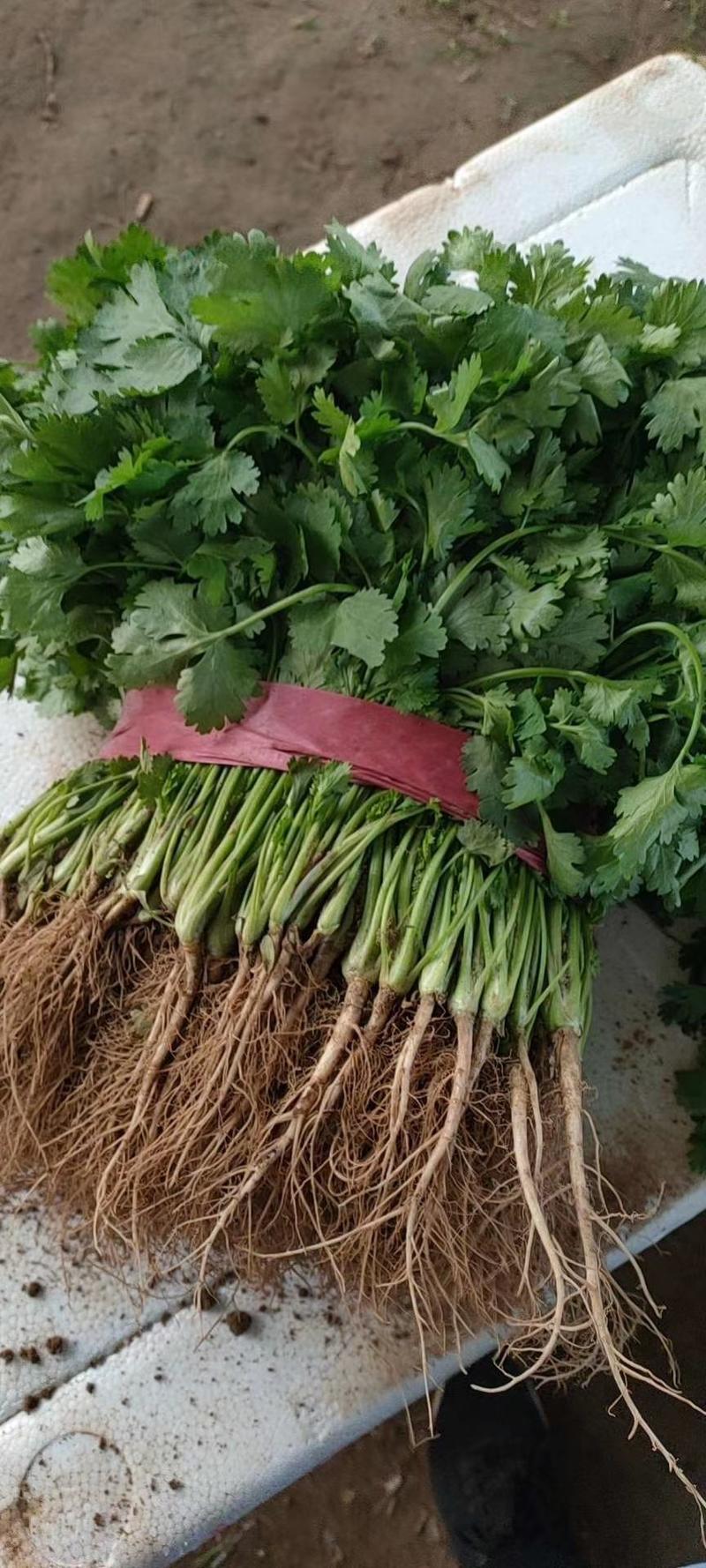 精品大叶香菜，20-30厘米安阳滑县常年代收，货源充足