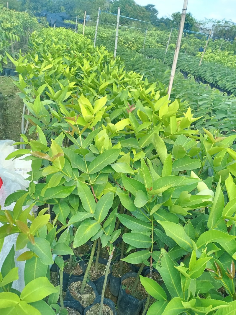 阿亮热