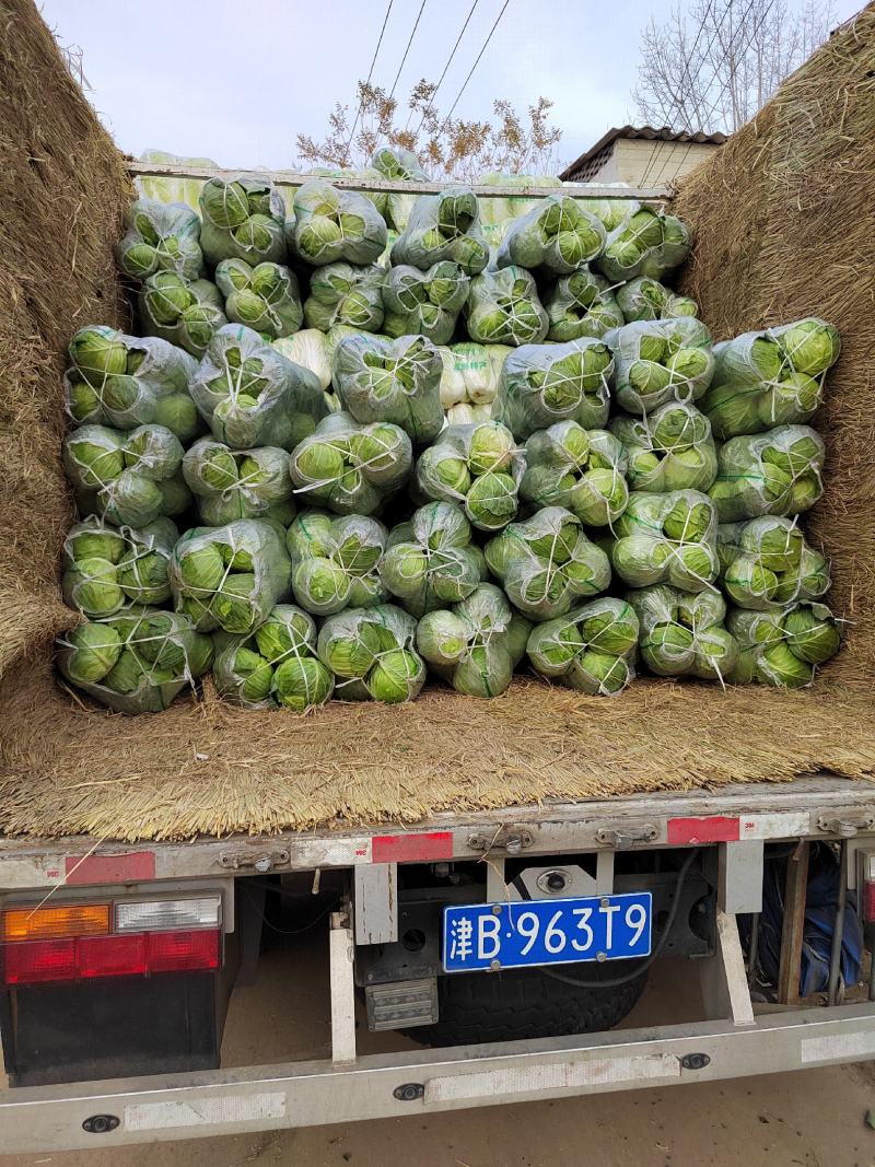 【推荐】精品圆甘蓝大量有货质量保证可视频看货欢迎来电