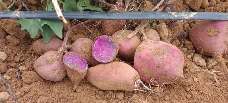 精品紫色番薯产地直发