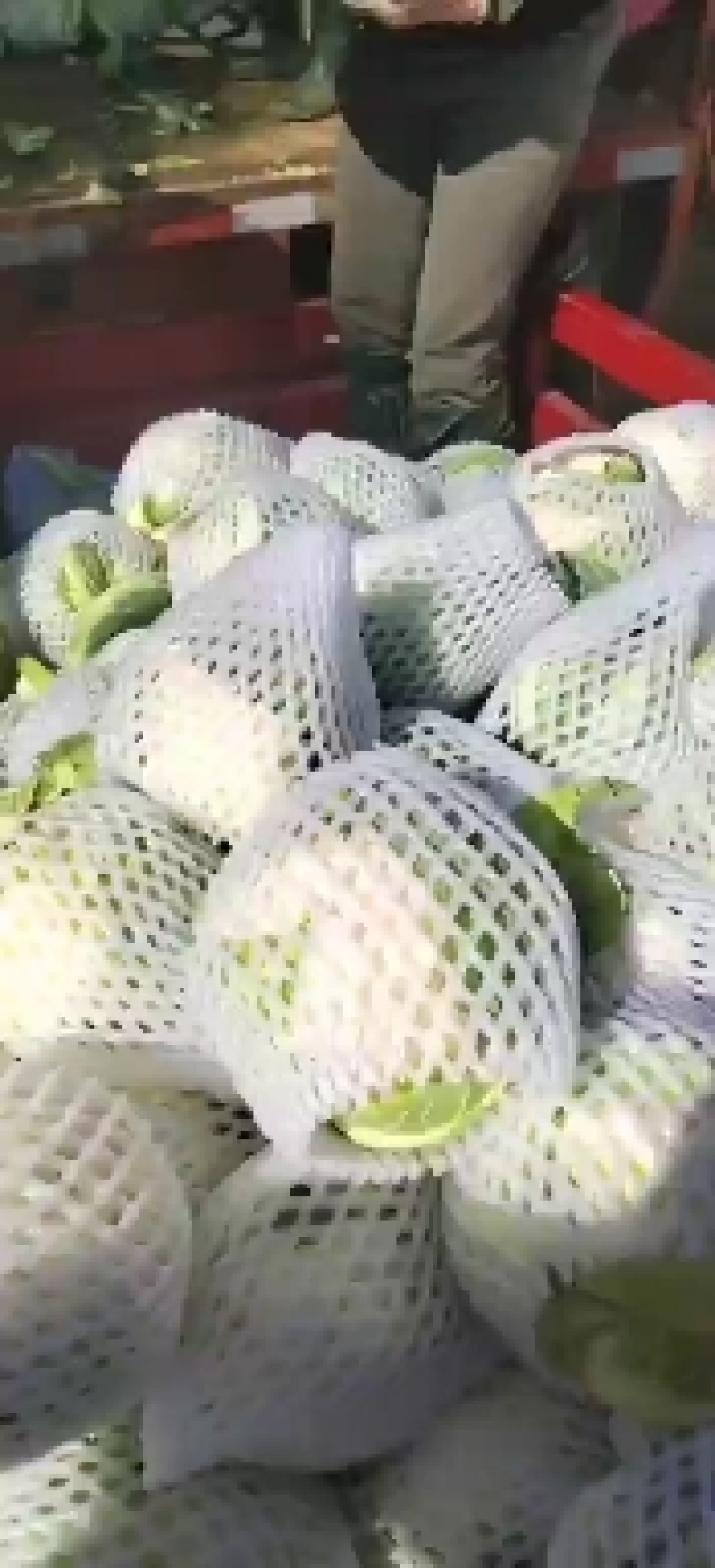 菜花，精品实花紧花！量大，支持各种车型！欢迎来电咨询
