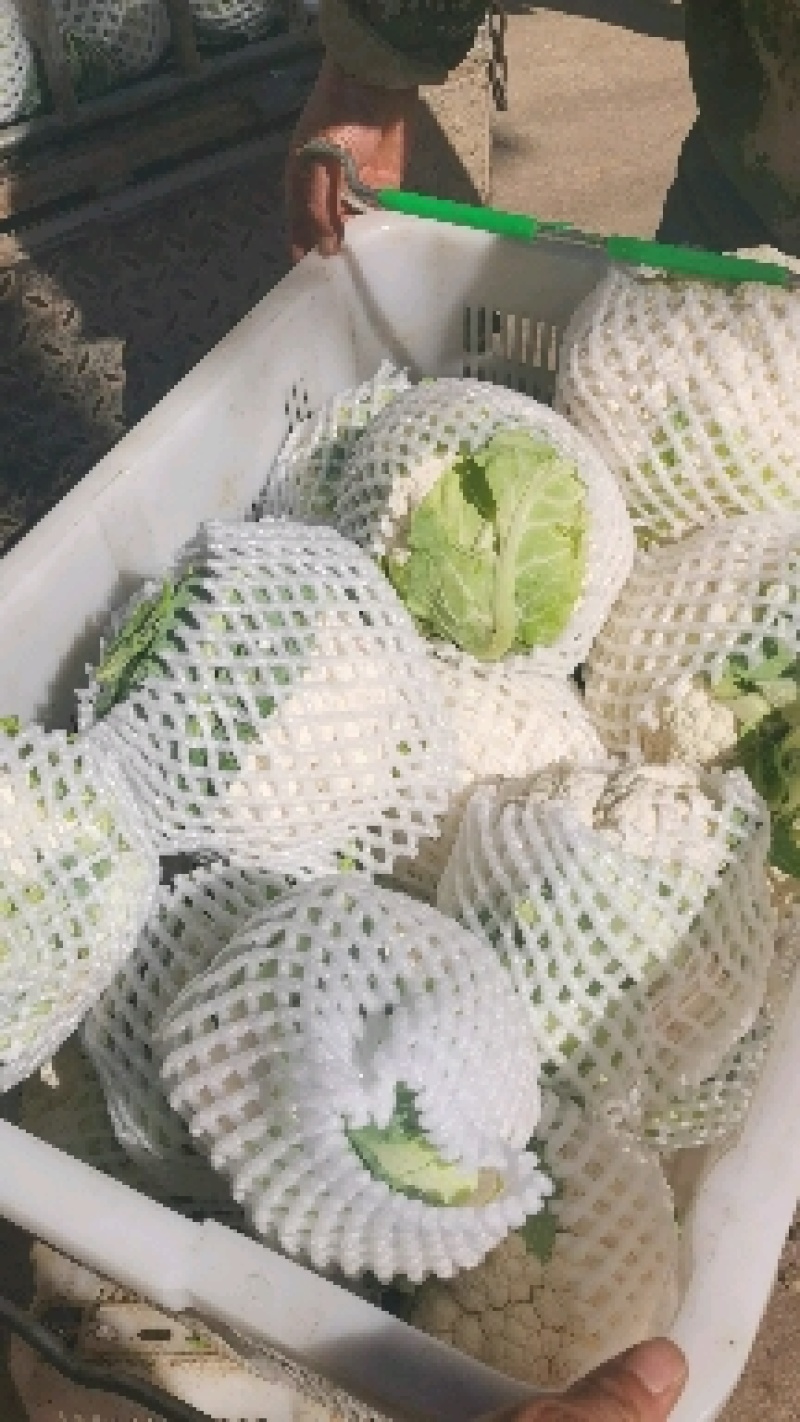 菜花，精品实花紧花！量大，支持各种车型！欢迎来电咨询