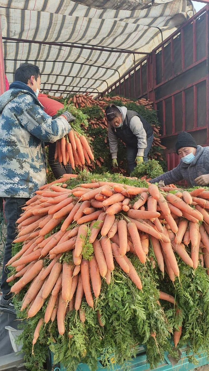 大量供应精品全苗胡萝卜沙地胡萝卜，货源充足，欢迎订购！