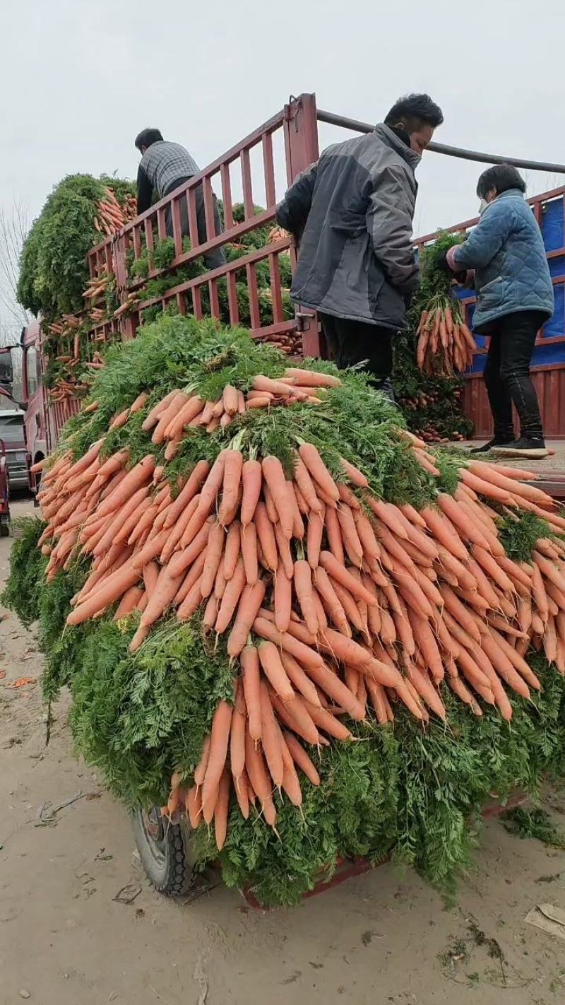 大量供应精品全苗胡萝卜沙地胡萝卜，货源充足，欢迎订购！