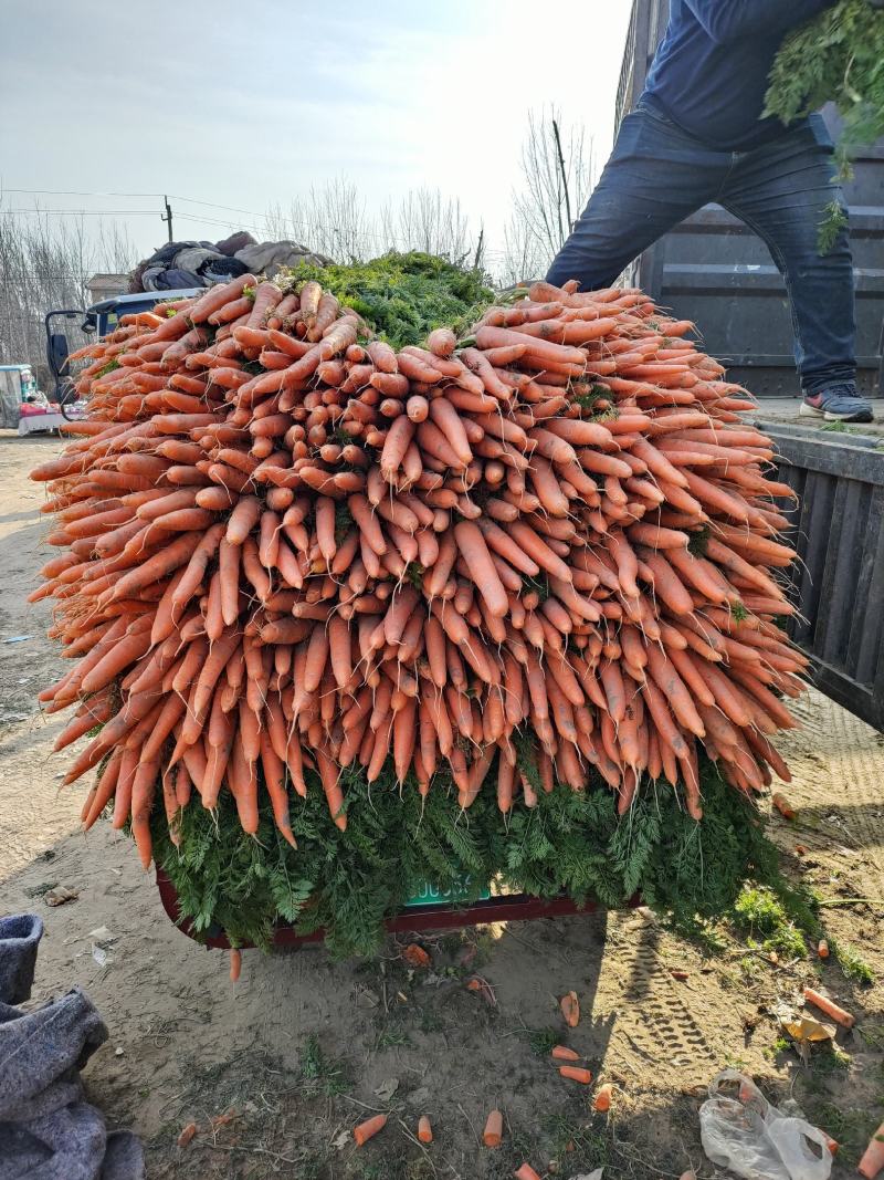 大量供应精品全苗胡萝卜沙地胡萝卜，货源充足，欢迎订购！