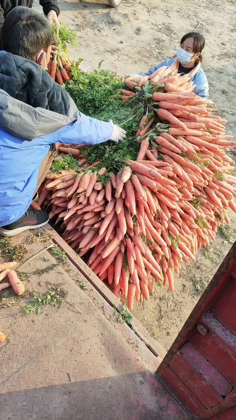大量供应精品全苗胡萝卜沙地胡萝卜，货源充足，欢迎订购！