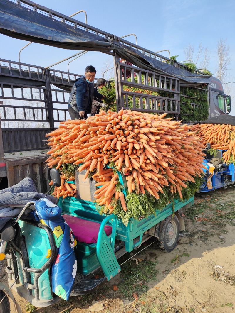 大量供应精品全苗胡萝卜沙地胡萝卜，货源充足，欢迎订购！