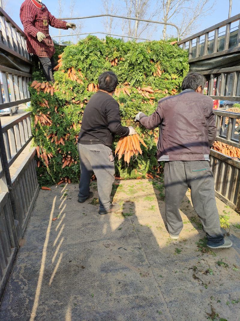 大量供应精品全苗胡萝卜沙地胡萝卜，货源充足，欢迎订购！