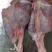 纯干血清后腿肉，小牛前腿，牛排，脊骨，全牛肉