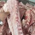 纯干血清后腿肉，小牛前腿，牛排，脊骨，全牛肉