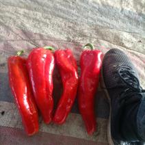 安徽鲜红椒大量上市价格便宜欢迎来电要货