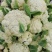 松花菜有需要的老板欢迎电话联系，农户自家菜，非代办商