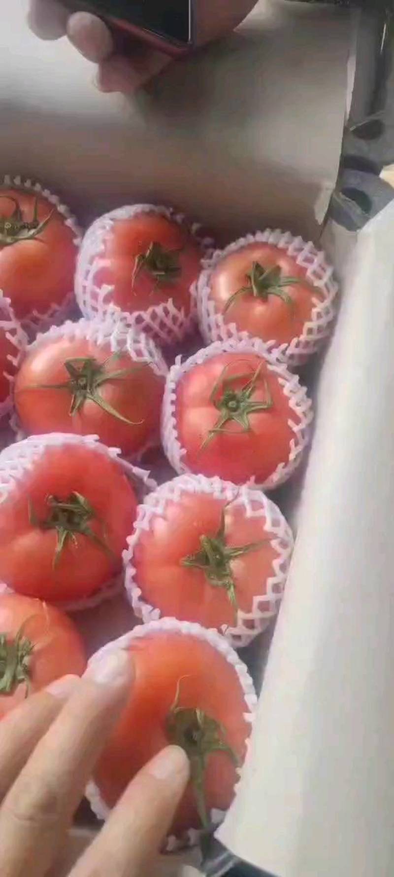河北饶阳暖棚西红柿上市销售，供应各大商超！