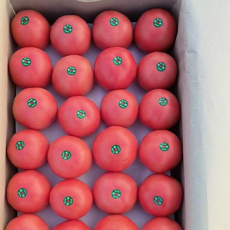 河北饶阳暖棚西红柿上市销售，供应各大商超！