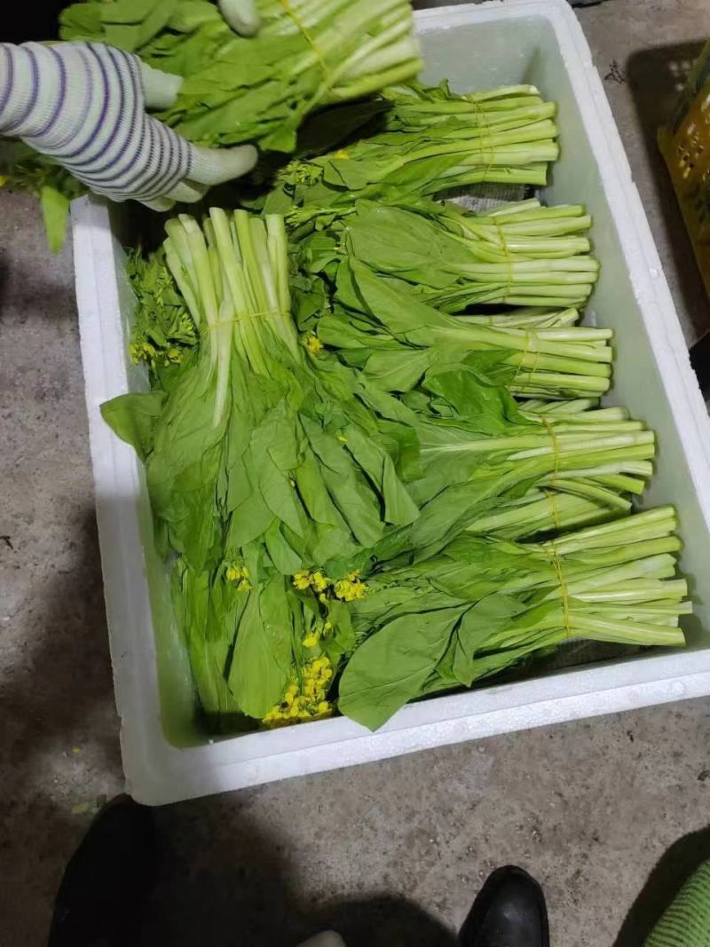 白菜苔