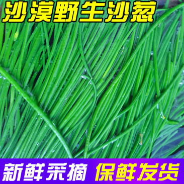 新鲜沙葱当天采收酒店餐厅饭店菜店食材特色蔬菜饺包子馅料