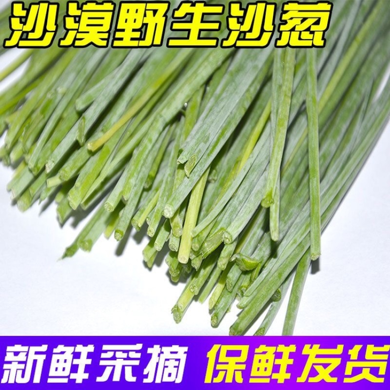 新鲜沙葱当天采收酒店餐厅饭店菜店食材特色蔬菜饺包子馅料