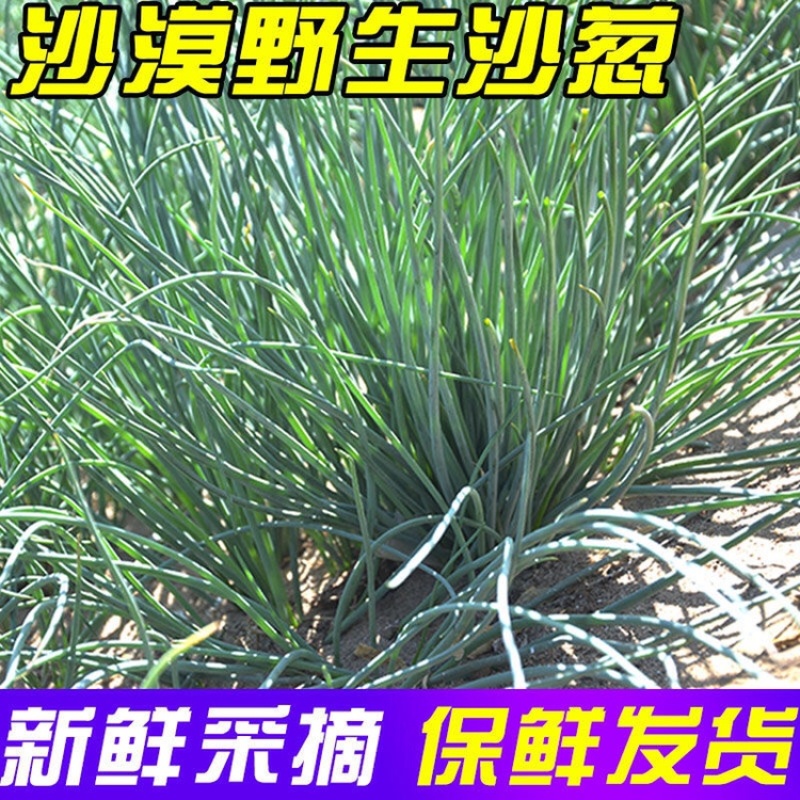 新鲜沙葱当天采收酒店餐厅饭店菜店食材特色蔬菜饺包子馅料