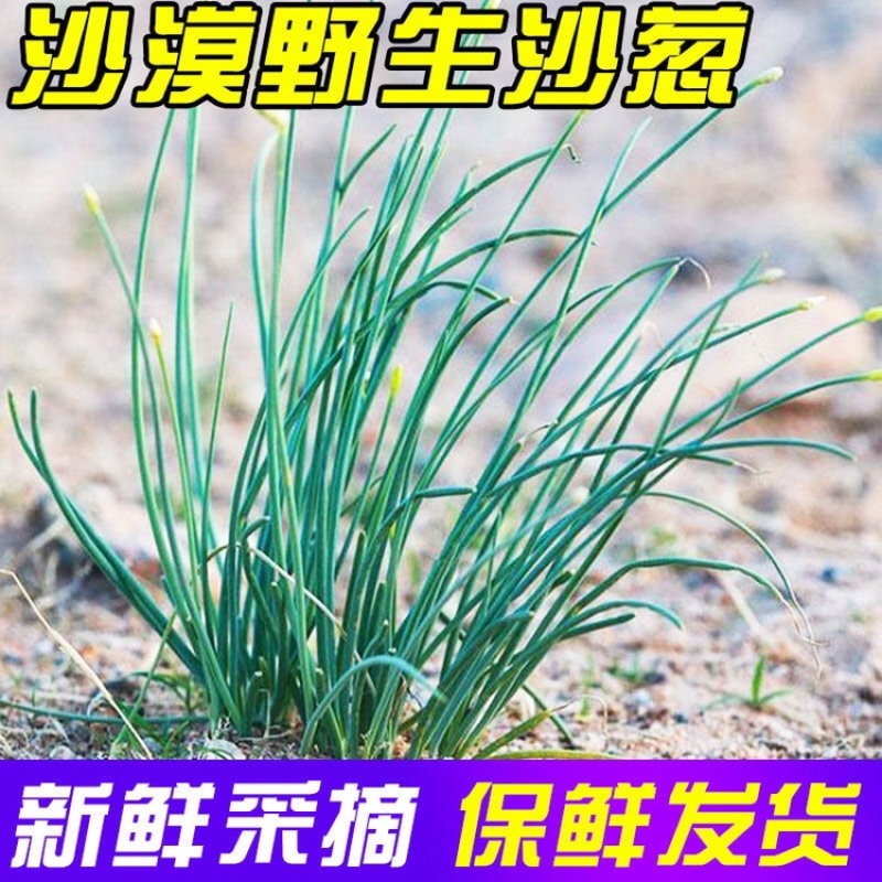 新鲜沙葱当天采收酒店餐厅饭店菜店食材特色蔬菜饺包子馅料