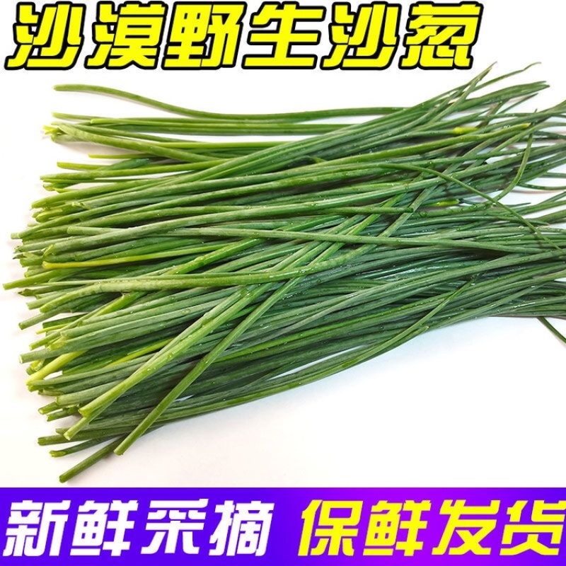 新鲜沙葱当天采收酒店餐厅饭店菜店食材特色蔬菜饺包子馅料
