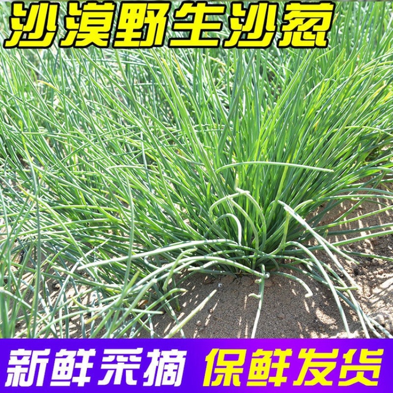 新鲜沙葱当天采收酒店餐厅饭店菜店食材特色蔬菜饺包子馅料