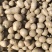 山药豆山东白玉山药豆一手货源交通便利欢迎选购