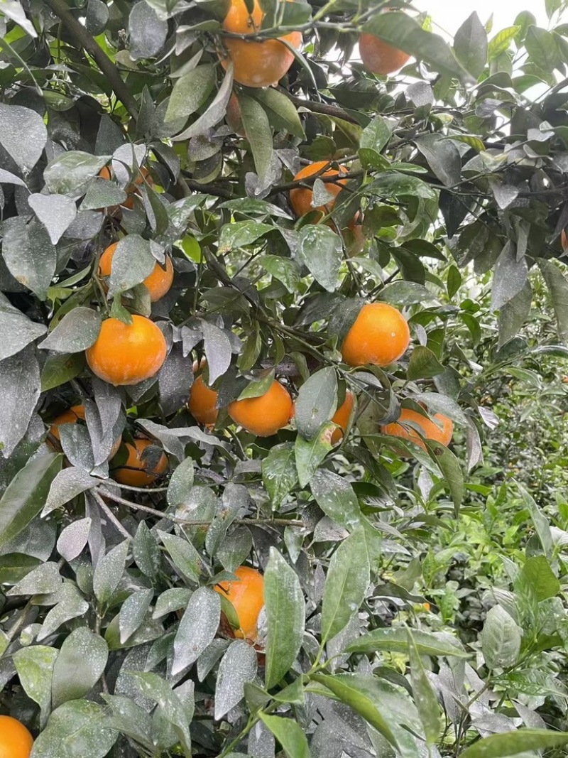沃柑、砂糖橘、茂谷柑、东方红、