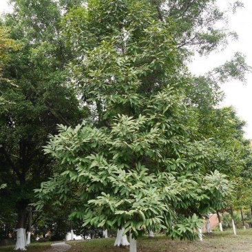 新采优质观光木种子量大优惠基地直发欢迎各位老板咨询
