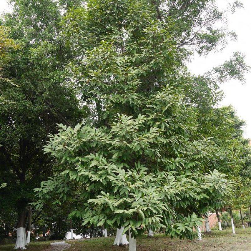 新采优质观光木种子量大优惠基地直发欢迎各位老板咨询