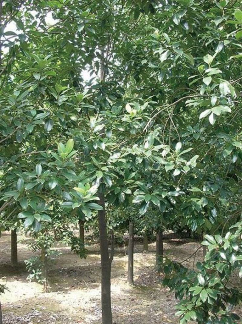 新采优质观光木种子量大优惠基地直发欢迎各位老板咨询