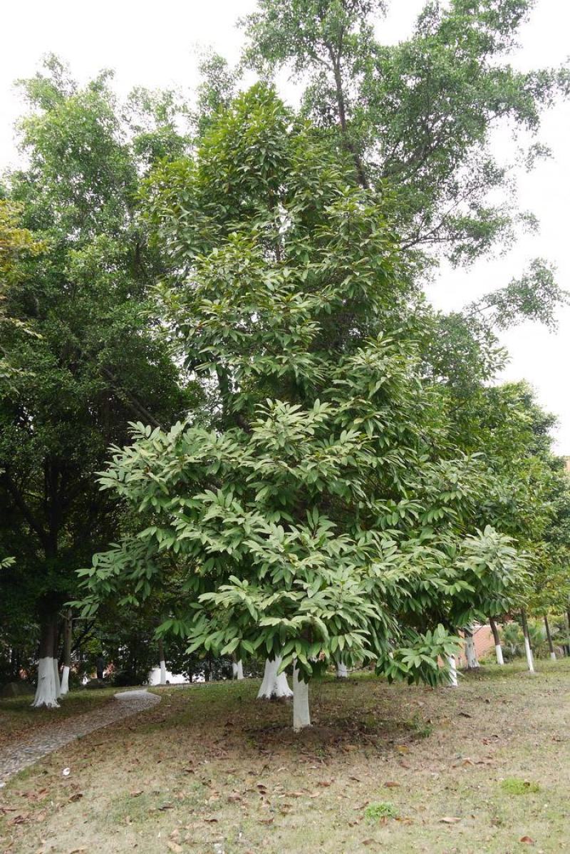 新采优质观光木种子量大优惠基地直发欢迎各位老板咨询