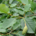 新采优质观光木种子量大优惠基地直发欢迎各位老板咨询