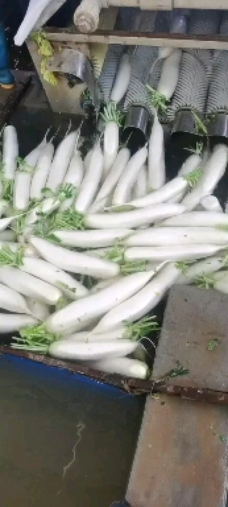 山地白萝卜，不绿头，质量美价格好。