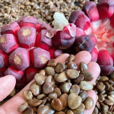优质品种黑老虎种子,布福娜子种子北方,南方适合种植正宗