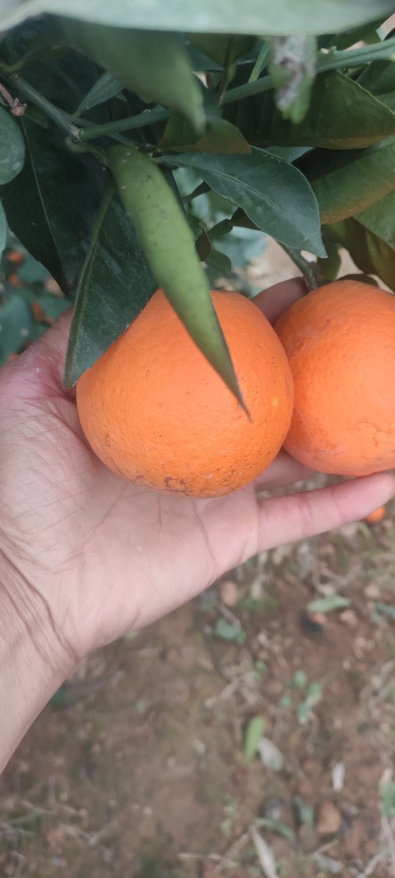 鲜红靓丽的纽荷尔橙子，单果大，糖度高，果相好，适合大型超