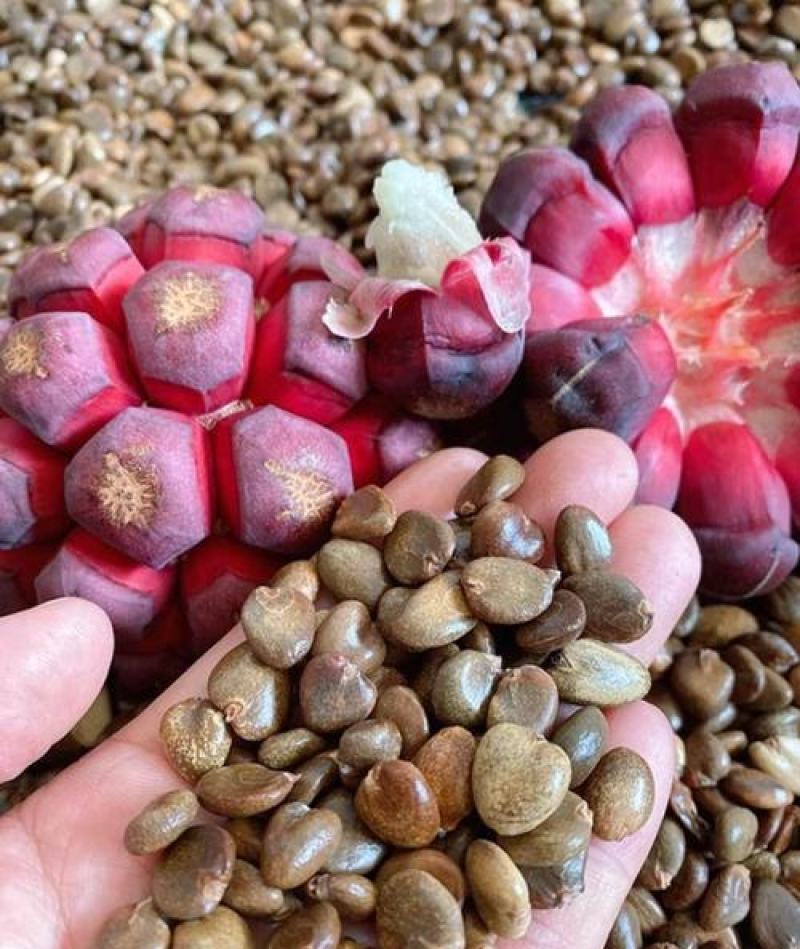 优质品种黑老虎种子,布福娜子种子北方,南方适合种植正宗