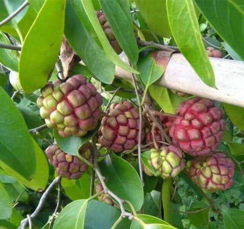 优质品种黑老虎种子,布福娜子种子北方,南方适合种植正宗