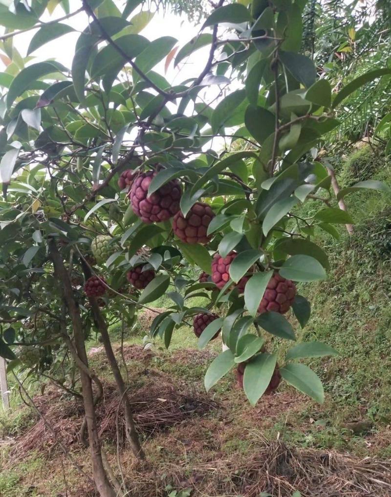优质品种黑老虎种子,布福娜子种子北方,南方适合种植正宗